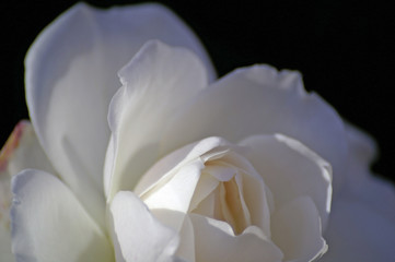 Fototapeta na wymiar weisse rose
