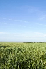  oats landscape © Tyler Olson