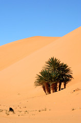 Fototapeta na wymiar palmy na pustyni
