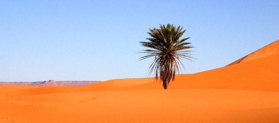 palmier au milieu du désert