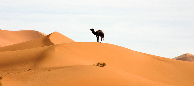 un chameau dans le désert