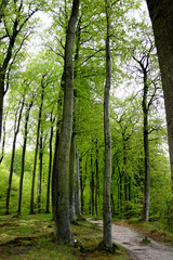 Fototapeta premium waldweg 02