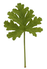 green leaf of geranium