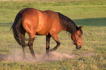 hengst