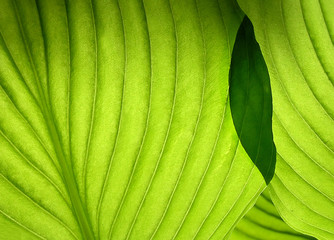 green backgroubd