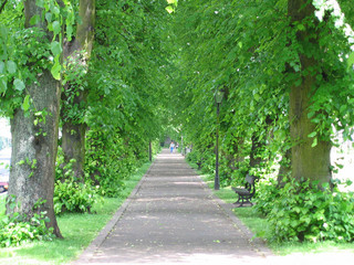tree avenue