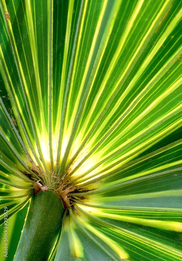 Wall mural backlit palm leaf