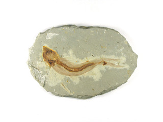 fossil fish