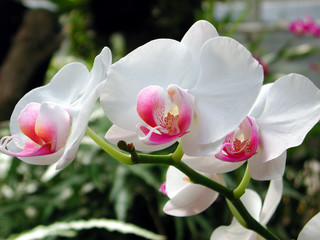 een cluster van witte orchideeën