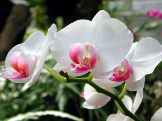 Papier Peint photo Orchidée une grappe d& 39 orchidées blanches