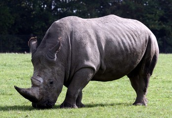 rhinocéros blanc captivité