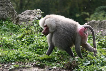 babouin hamadryas