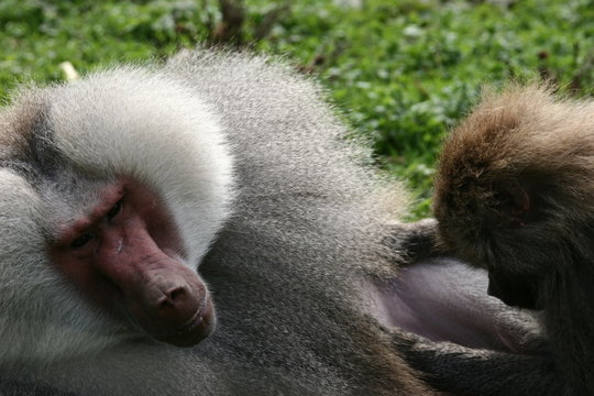 babouin hamadryas
