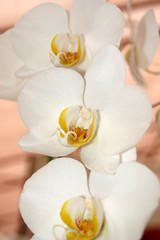 beautiful orchid