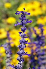 blue salvia closeup with yellow and blue flowers