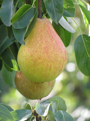 pears - 296474