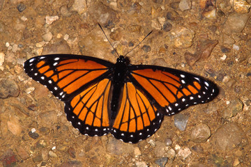 Fototapeta premium viceroy butterfly sunning