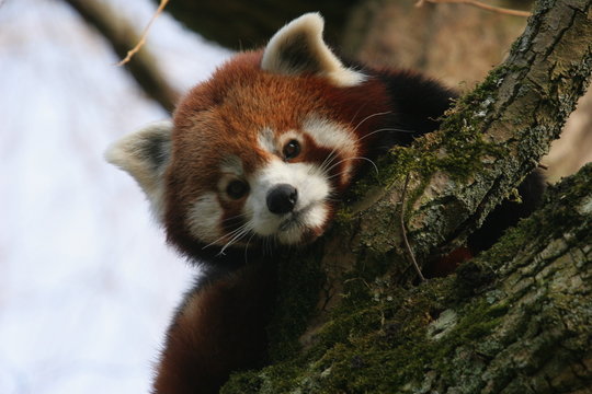 Fototapeta petit panda roux