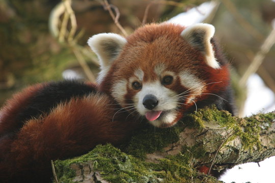 Fototapeta panda roux tirant la langue