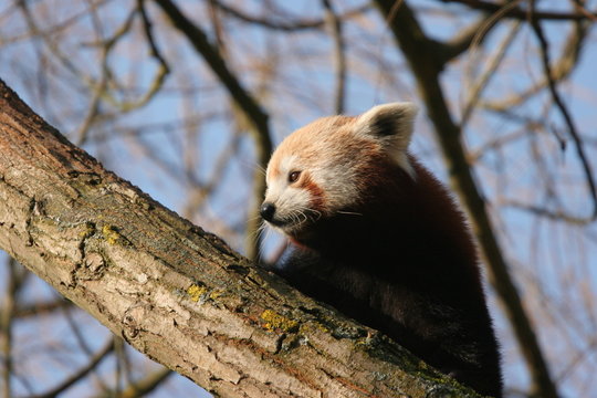 Fototapeta panda roux