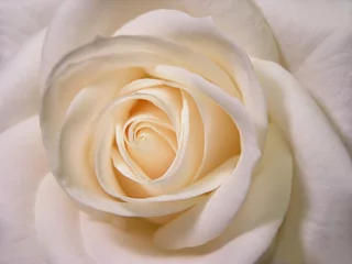 Cercles muraux Macro rose blanche