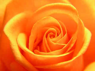 Photo sur Plexiglas Macro Une rose jaune
