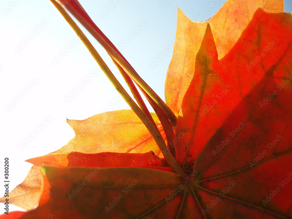 Wall mural autumn leaves