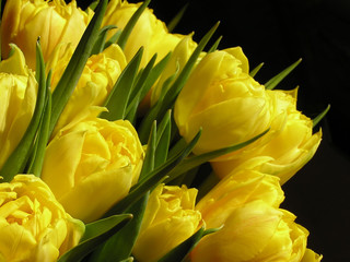 Obrazy na Szkle  żółte tulipany