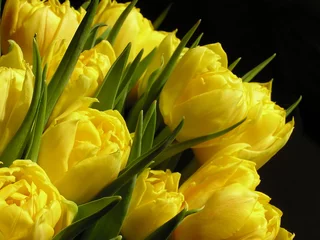 Crédence de cuisine en verre imprimé Macro tulipes jaunes