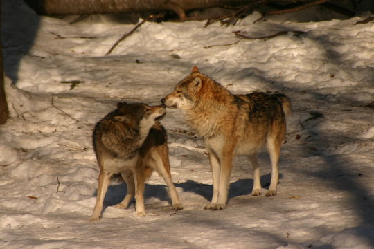 loup. qui es-tu?