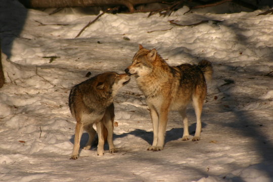 le baiser