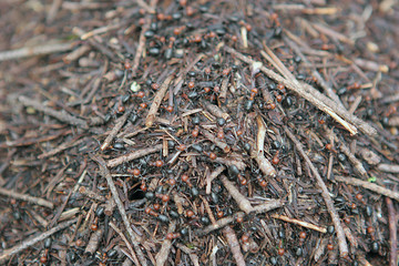 Fototapeta premium ant hill