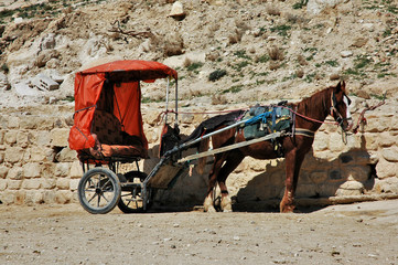 patiently waiting in petra