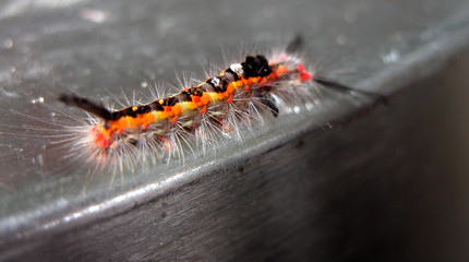 caterpillar