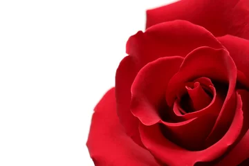 Poster de jardin Roses red rose