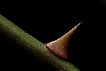 thorn