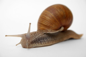 snail