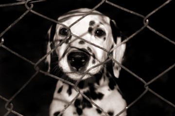 dalmatian puppy