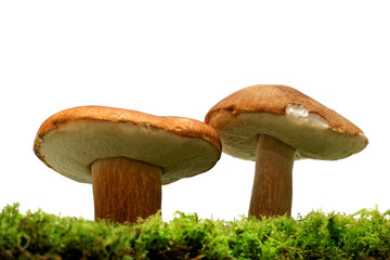 wild mushrooms over white
