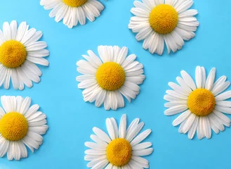 Poster Fleurs daisy background