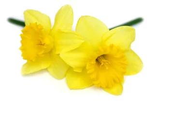 Crédence de cuisine en verre imprimé Narcisse jumelles jonquilles