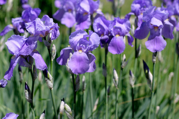 blue iris flowers