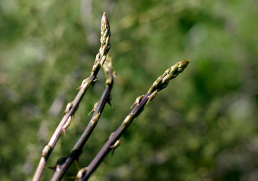 Wild Asparagus