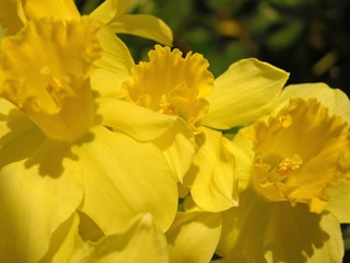 daffodil trio