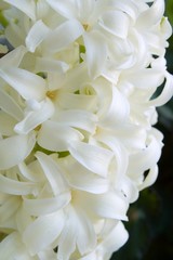 hyacinth
