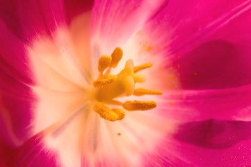 Fototapeta na wymiar pink tulip