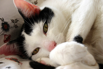 katze01