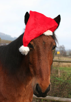 weihnachstpferd