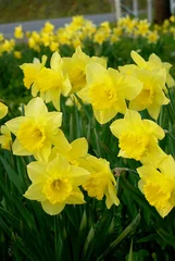 Cercles muraux Narcisse yellow daffodils blooming in field