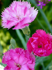 pink carnations blooming in flower garden